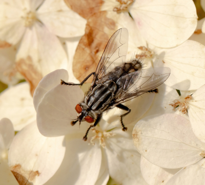 <i class='fa fa-user'></i>&nbsp;JohnSaxofoon&nbsp;|  Dambordvlieg&nbsp; <i class='fa fa-eye'>&nbsp;42</i> &nbsp; <i class='fa fa-comment-o'>&nbsp;1</i>