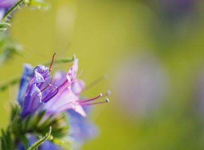 <i class='fa fa-user'></i>&nbsp;hesterb&nbsp;|  Slangenkruid&nbsp; <i class='fa fa-eye'>&nbsp;51</i> &nbsp;<i class='fa fa-thumbs-up'>&nbsp;1</i> &nbsp; <i class='fa fa-comment-o'>&nbsp;4</i>