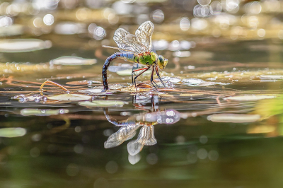 <i class='fa fa-user'></i>&nbsp;Niek Goossen&nbsp;|  Grote Keizerlibel&nbsp; <i class='fa fa-eye'>&nbsp;85</i> &nbsp;<i class='fa fa-thumbs-up'>&nbsp;9</i> &nbsp; <i class='fa fa-comment-o'>&nbsp;5</i>