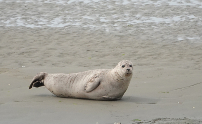 <i class='fa fa-user'></i>&nbsp;ko katsman&nbsp;|  Gewone Zeehond&nbsp; <i class='fa fa-eye'>&nbsp;78</i> &nbsp; <i class='fa fa-comment-o'>&nbsp;2</i>