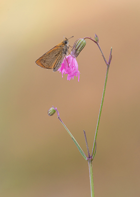 <i class='fa fa-user'></i>&nbsp;Tom&nbsp;|  Zwartsprietdikkopje&nbsp; <i class='fa fa-eye'>&nbsp;69</i> &nbsp;<i class='fa fa-thumbs-up'>&nbsp;5</i> &nbsp; <i class='fa fa-comment-o'>&nbsp;4</i>