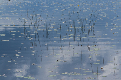 <i class='fa fa-user'></i>&nbsp;susan meijnders&nbsp;|  Lelies en riet&nbsp; <i class='fa fa-eye'>&nbsp;76</i> &nbsp;<i class='fa fa-thumbs-up'>&nbsp;8</i> &nbsp; <i class='fa fa-comment-o'>&nbsp;10</i>