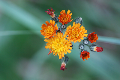 <i class='fa fa-user'></i>&nbsp;Paul Vandebroek&nbsp;|  Oranje Havikskruid&nbsp; <i class='fa fa-eye'>&nbsp;50</i> &nbsp;<i class='fa fa-thumbs-up'>&nbsp;2</i> &nbsp; <i class='fa fa-comment-o'>&nbsp;5</i>