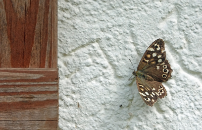 <i class='fa fa-user'></i>&nbsp;nelappelmelk&nbsp;|  Bont Zandoogje&nbsp; <i class='fa fa-eye'>&nbsp;69</i> &nbsp;<i class='fa fa-thumbs-up'>&nbsp;2</i> &nbsp; <i class='fa fa-comment-o'>&nbsp;6</i>