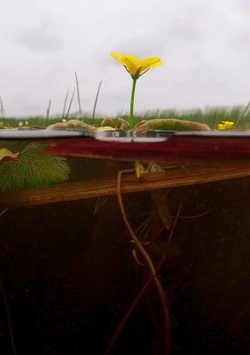 <i class='fa fa-user'></i>&nbsp;Eric Gibcus&nbsp;|  Watergentiaan&nbsp; <i class='fa fa-eye'>&nbsp;75</i> &nbsp;<i class='fa fa-thumbs-up'>&nbsp;1</i> &nbsp; <i class='fa fa-comment-o'>&nbsp;4</i>