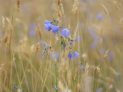 <i class='fa fa-user'></i>&nbsp;Tim Oord&nbsp;|  Grasklokje&nbsp; <i class='fa fa-eye'>&nbsp;57</i> &nbsp;<i class='fa fa-thumbs-up'>&nbsp;5</i> &nbsp; <i class='fa fa-comment-o'>&nbsp;6</i>