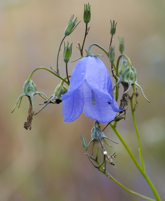 <i class='fa fa-user'></i>&nbsp;Tim Oord&nbsp;|  Grasklokje&nbsp; <i class='fa fa-eye'>&nbsp;44</i> &nbsp; <i class='fa fa-comment-o'>&nbsp;1</i>