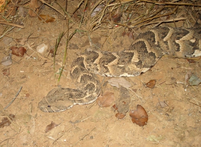 Wauw, mijn eerste pofadder! Misschien niet eens zo lang, maar wel zo dik als mijn bovenarm. Hij lag 's nachts naast het toilet in ons kamp. Een uur geleden was ik hier (tijdens de achtervolging van een civetkat) nog over het muurtje gesprongen. Hun gif is niet heel erg sterk, maar met hun enorme lange giftanden kunnen ze wel heel veel gif injecteren waardoor ze toch heel gevaarlijk zijn.