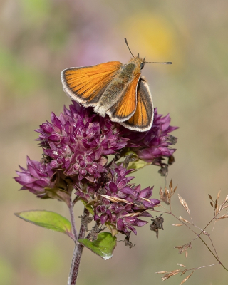 <i class='fa fa-user'></i>&nbsp;Johan van Gurp&nbsp;|  Zwartsprietdikkopje&nbsp; <i class='fa fa-eye'>&nbsp;62</i> &nbsp;<i class='fa fa-thumbs-up'>&nbsp;2</i> &nbsp; <i class='fa fa-comment-o'>&nbsp;1</i>