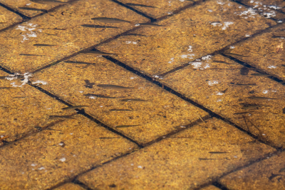 <i class='fa fa-user'></i>&nbsp;Eef Kieft&nbsp;|  Overstekende vissen op het fietspad&nbsp; <i class='fa fa-eye'>&nbsp;124</i> &nbsp; <i class='fa fa-comment-o'>&nbsp;5</i>