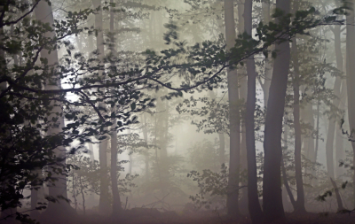 <i class='fa fa-user'></i>&nbsp;liesbeth van vliet&nbsp;|  Bos in mist&nbsp; <i class='fa fa-eye'>&nbsp;70</i> &nbsp;<i class='fa fa-thumbs-up'>&nbsp;3</i> &nbsp; <i class='fa fa-comment-o'>&nbsp;7</i>