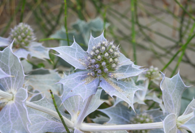 <i class='fa fa-user'></i>&nbsp;Jovanzo&nbsp;|  Blauwe Zeedistel&nbsp; <i class='fa fa-eye'>&nbsp;54</i> &nbsp; <i class='fa fa-comment-o'>&nbsp;2</i>