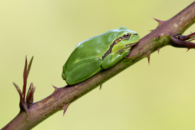 <i class='fa fa-user'></i>&nbsp;Bertus&nbsp;|  Europese Boomkikker&nbsp; <i class='fa fa-eye'>&nbsp;106</i> &nbsp;<i class='fa fa-thumbs-up'>&nbsp;8</i> &nbsp; <i class='fa fa-comment-o'>&nbsp;7</i>