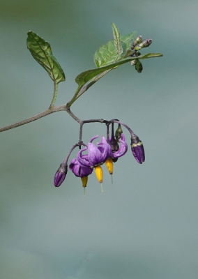 <i class='fa fa-user'></i>&nbsp;ko katsman&nbsp;|  Bitterzoet&nbsp; <i class='fa fa-eye'>&nbsp;64</i> &nbsp;<i class='fa fa-thumbs-up'>&nbsp;1</i> &nbsp; <i class='fa fa-comment-o'>&nbsp;1</i>