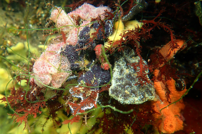 <i class='fa fa-user'></i>&nbsp;A. Soeting&nbsp;|  Onderwater landschap&nbsp; <i class='fa fa-eye'>&nbsp;76</i> &nbsp; <i class='fa fa-comment-o'>&nbsp;7</i>