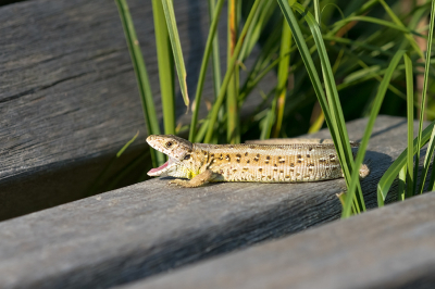 <i class='fa fa-user'></i>&nbsp;Willem Verhagen&nbsp;|  Zandhagedis&nbsp; <i class='fa fa-eye'>&nbsp;105</i> &nbsp;<i class='fa fa-thumbs-up'>&nbsp;2</i> &nbsp; <i class='fa fa-comment-o'>&nbsp;4</i>