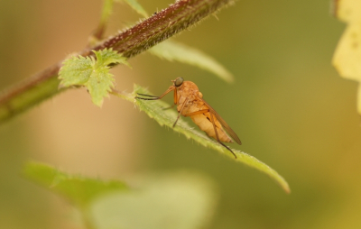 <i class='fa fa-user'></i>&nbsp;Jelle Bakker&nbsp;|  Gele Snipvlieg&nbsp; <i class='fa fa-eye'>&nbsp;54</i> &nbsp;<i class='fa fa-thumbs-up'>&nbsp;1</i> &nbsp; <i class='fa fa-comment-o'>&nbsp;1</i>