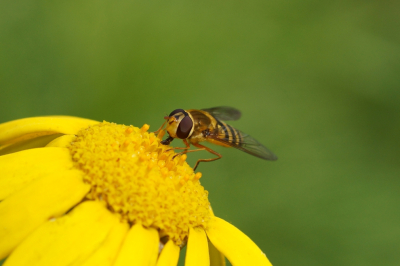 <i class='fa fa-user'></i>&nbsp;Jelle Bakker&nbsp;|  Bessenbandzweefvlieg&nbsp; <i class='fa fa-eye'>&nbsp;48</i> &nbsp; <i class='fa fa-comment-o'>&nbsp;0</i>