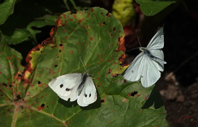 <i class='fa fa-user'></i>&nbsp;nelappelmelk&nbsp;|  Klein Koolwitje&nbsp; <i class='fa fa-eye'>&nbsp;53</i> &nbsp;<i class='fa fa-thumbs-up'>&nbsp;1</i> &nbsp; <i class='fa fa-comment-o'>&nbsp;6</i>