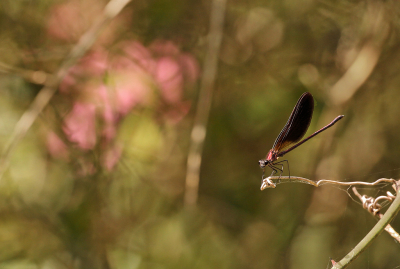 <i class='fa fa-user'></i>&nbsp;Pieter  LJ&nbsp;|  Koperen Beekjuffer&nbsp; <i class='fa fa-eye'>&nbsp;82</i> &nbsp;<i class='fa fa-thumbs-up'>&nbsp;2</i> &nbsp; <i class='fa fa-comment-o'>&nbsp;4</i>