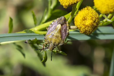 <i class='fa fa-user'></i>&nbsp;Martin Verbeeten&nbsp;|  Knoopkruidschildwants&nbsp; <i class='fa fa-eye'>&nbsp;48</i> &nbsp; <i class='fa fa-comment-o'>&nbsp;4</i>