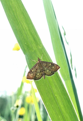 <i class='fa fa-user'></i>&nbsp;Nel R&nbsp;|  Salielichtmot&nbsp; <i class='fa fa-eye'>&nbsp;52</i> &nbsp; <i class='fa fa-comment-o'>&nbsp;6</i>