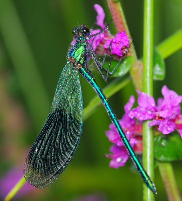 <i class='fa fa-user'></i>&nbsp;tonysettanta&nbsp;|  Weidebeekjuffer&nbsp; <i class='fa fa-eye'>&nbsp;50</i> &nbsp; <i class='fa fa-comment-o'>&nbsp;6</i>