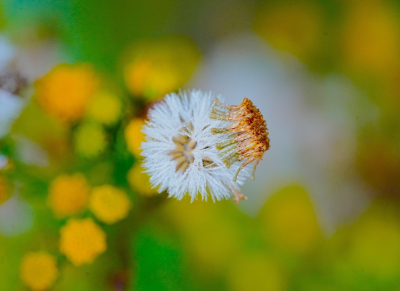 <i class='fa fa-user'></i>&nbsp;hesterb&nbsp;|  Boerenwormkruid&nbsp; <i class='fa fa-eye'>&nbsp;63</i> &nbsp;<i class='fa fa-thumbs-up'>&nbsp;2</i> &nbsp; <i class='fa fa-comment-o'>&nbsp;5</i>