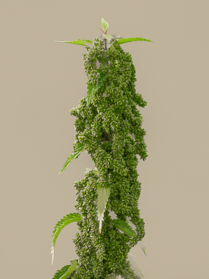 <i class='fa fa-user'></i>&nbsp;Truus Aletta Maan&nbsp;|  Grote Brandnetel&nbsp; <i class='fa fa-eye'>&nbsp;62</i> &nbsp; <i class='fa fa-comment-o'>&nbsp;6</i>