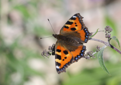 <i class='fa fa-user'></i>&nbsp;Ad Sprang&nbsp;|  Kleine Vos&nbsp; <i class='fa fa-eye'>&nbsp;81</i> &nbsp;<i class='fa fa-thumbs-up'>&nbsp;12</i> &nbsp; <i class='fa fa-comment-o'>&nbsp;11</i>