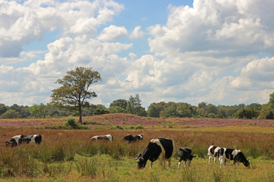 <i class='fa fa-user'></i>&nbsp;Tineke Strijbosch&nbsp;|  Paars heidelandschap met koeien&nbsp; <i class='fa fa-eye'>&nbsp;79</i> &nbsp;<i class='fa fa-thumbs-up'>&nbsp;4</i> &nbsp; <i class='fa fa-comment-o'>&nbsp;6</i>