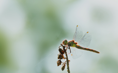 <i class='fa fa-user'></i>&nbsp;janvangastel&nbsp;|  Bruinrode Heidelibel&nbsp; <i class='fa fa-eye'>&nbsp;54</i> &nbsp;<i class='fa fa-thumbs-up'>&nbsp;3</i> &nbsp; <i class='fa fa-comment-o'>&nbsp;4</i>