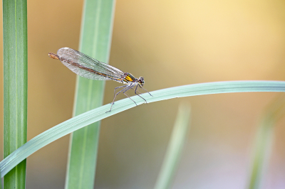 <i class='fa fa-user'></i>&nbsp;Pieter  LJ&nbsp;|  Weidebeekjuffer&nbsp; <i class='fa fa-eye'>&nbsp;75</i> &nbsp;<i class='fa fa-thumbs-up'>&nbsp;3</i> &nbsp; <i class='fa fa-comment-o'>&nbsp;7</i>