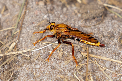 <i class='fa fa-user'></i>&nbsp;Louis56&nbsp;|  Hoornaarroofvlieg&nbsp; <i class='fa fa-eye'>&nbsp;66</i> &nbsp; <i class='fa fa-comment-o'>&nbsp;3</i>