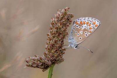 <i class='fa fa-user'></i>&nbsp;Johan van Gurp&nbsp;|  Bruin Blauwtje&nbsp; <i class='fa fa-eye'>&nbsp;69</i> &nbsp;<i class='fa fa-thumbs-up'>&nbsp;5</i> &nbsp; <i class='fa fa-comment-o'>&nbsp;6</i>