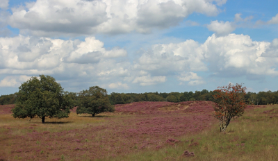 <i class='fa fa-user'></i>&nbsp;Tineke Strijbosch&nbsp;|  Gasterse Duinen&nbsp; <i class='fa fa-eye'>&nbsp;66</i> &nbsp; <i class='fa fa-comment-o'>&nbsp;8</i>