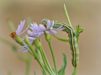 <i class='fa fa-user'></i>&nbsp;Nel R&nbsp;|  Astermonnik&nbsp; <i class='fa fa-eye'>&nbsp;70</i> &nbsp;<i class='fa fa-thumbs-up'>&nbsp;2</i> &nbsp; <i class='fa fa-comment-o'>&nbsp;7</i>