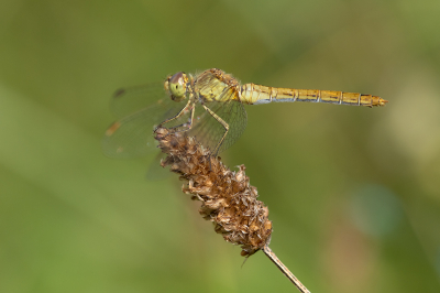 <i class='fa fa-user'></i>&nbsp;Willem Verhagen&nbsp;|  Zuidelijke Heidelibel&nbsp; <i class='fa fa-eye'>&nbsp;65</i> &nbsp;<i class='fa fa-thumbs-up'>&nbsp;4</i> &nbsp; <i class='fa fa-comment-o'>&nbsp;4</i>