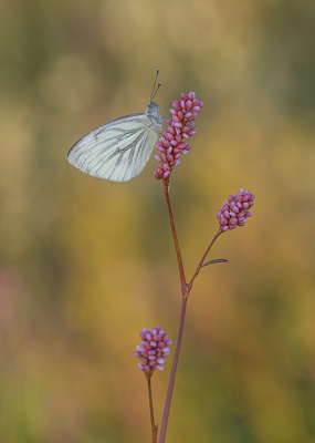 <i class='fa fa-user'></i>&nbsp;Tom&nbsp;|  Klein Geaderd Witje&nbsp; <i class='fa fa-eye'>&nbsp;78</i> &nbsp;<i class='fa fa-thumbs-up'>&nbsp;10</i> &nbsp; <i class='fa fa-comment-o'>&nbsp;11</i>