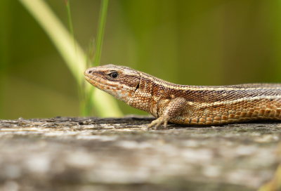 <i class='fa fa-user'></i>&nbsp;Truus Aletta Maan&nbsp;|  Levendbarende Hagedis&nbsp; <i class='fa fa-eye'>&nbsp;77</i> &nbsp;<i class='fa fa-thumbs-up'>&nbsp;9</i> &nbsp; <i class='fa fa-comment-o'>&nbsp;10</i>