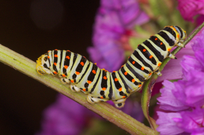 <i class='fa fa-user'></i>&nbsp;tonysettanta&nbsp;|  Koninginnenpage&nbsp; <i class='fa fa-eye'>&nbsp;75</i> &nbsp; <i class='fa fa-comment-o'>&nbsp;9</i>