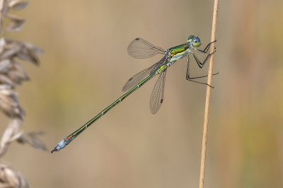 <i class='fa fa-user'></i>&nbsp;Johan van Gurp&nbsp;|  Tengere Pantserjuffer&nbsp; <i class='fa fa-eye'>&nbsp;68</i> &nbsp;<i class='fa fa-thumbs-up'>&nbsp;9</i> &nbsp; <i class='fa fa-comment-o'>&nbsp;7</i>