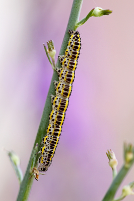 <i class='fa fa-user'></i>&nbsp;Pieter  LJ&nbsp;|  Vlasbekuiltje&nbsp; <i class='fa fa-eye'>&nbsp;65</i> &nbsp; <i class='fa fa-comment-o'>&nbsp;4</i>