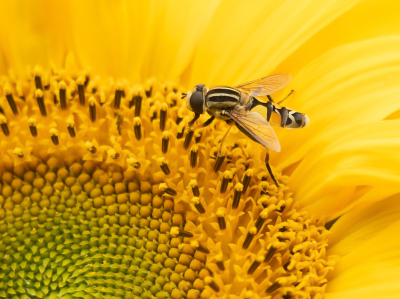 <i class='fa fa-user'></i>&nbsp;Truus Aletta Maan&nbsp;|  Citroenpendelvlieg&nbsp; <i class='fa fa-eye'>&nbsp;49</i> &nbsp; <i class='fa fa-comment-o'>&nbsp;4</i>