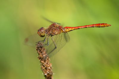 <i class='fa fa-user'></i>&nbsp;Willem Verhagen&nbsp;|  Zuidelijke Heidelibel&nbsp; <i class='fa fa-eye'>&nbsp;59</i> &nbsp;<i class='fa fa-thumbs-up'>&nbsp;3</i> &nbsp; <i class='fa fa-comment-o'>&nbsp;5</i>