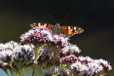 <i class='fa fa-user'></i>&nbsp;kooyammers&nbsp;|  Distelvlinder&nbsp; <i class='fa fa-eye'>&nbsp;55</i> &nbsp;<i class='fa fa-thumbs-up'>&nbsp;1</i> &nbsp; <i class='fa fa-comment-o'>&nbsp;3</i>