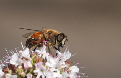 <i class='fa fa-user'></i>&nbsp;ko katsman&nbsp;|  Blinde Bij&nbsp; <i class='fa fa-eye'>&nbsp;59</i> &nbsp;<i class='fa fa-thumbs-up'>&nbsp;1</i> &nbsp; <i class='fa fa-comment-o'>&nbsp;2</i>