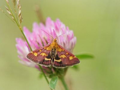 <i class='fa fa-user'></i>&nbsp;Nel R&nbsp;|  Muntvlinder&nbsp; <i class='fa fa-eye'>&nbsp;76</i> &nbsp;<i class='fa fa-thumbs-up'>&nbsp;6</i> &nbsp; <i class='fa fa-comment-o'>&nbsp;7</i>