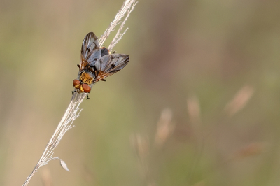 <i class='fa fa-user'></i>&nbsp;Johan van Gurp&nbsp;|  Ectophasia crassipennis&nbsp; <i class='fa fa-eye'>&nbsp;70</i> &nbsp;<i class='fa fa-thumbs-up'>&nbsp;4</i> &nbsp; <i class='fa fa-comment-o'>&nbsp;3</i>