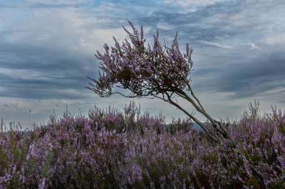 <i class='fa fa-user'></i>&nbsp;David&nbsp;|  De heide bloeit&nbsp; <i class='fa fa-eye'>&nbsp;91</i> &nbsp;<i class='fa fa-thumbs-up'>&nbsp;1</i> &nbsp; <i class='fa fa-comment-o'>&nbsp;2</i>